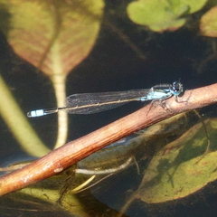 Ischnura heterosticta