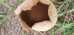 Lycoperdon utriforme
