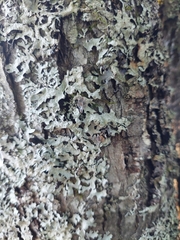 Parmelioideae