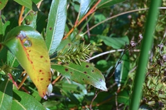 Salix lucida