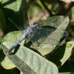 Diplacodes trivialis