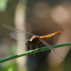 Rhodothemis lieftincki
