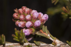 Melaleuca jonesii