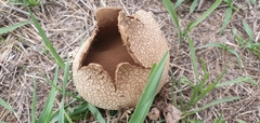 Lycoperdon utriforme