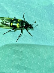 Nicrophorus orbicollis