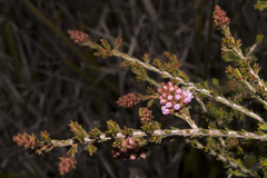Melaleuca jonesii