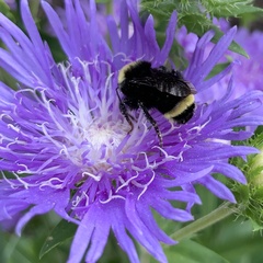 Bombus vosnesenskii