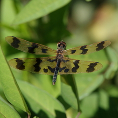 Rhyothemis graphiptera