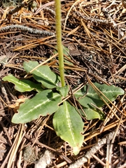 Goodyera oblongifolia