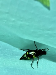 Nicrophorus orbicollis