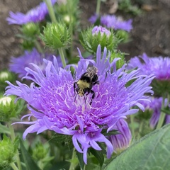 Bombus vosnesenskii