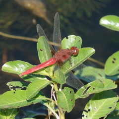 Rhodothemis lieftincki