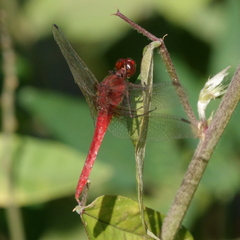 Rhodothemis lieftincki
