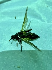 Nicrophorus orbicollis