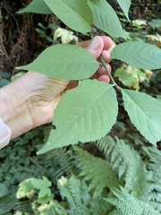 Euonymus occidentalis