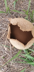 Lycoperdon utriforme
