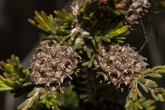 Melaleuca jonesii