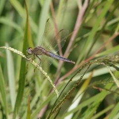 Crocothemis nigrifrons