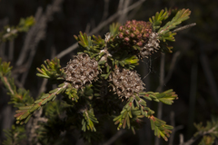 Melaleuca jonesii