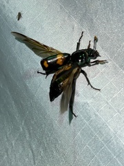 Nicrophorus orbicollis