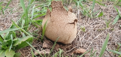 Lycoperdon utriforme