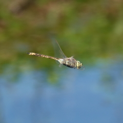 Anax papuensis