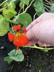Tropaeolum majus