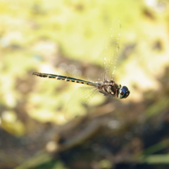 Hemicordulia australiae