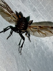 Nicrophorus orbicollis