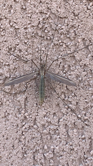 Tipula