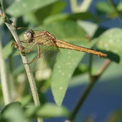 Crocothemis nigrifrons