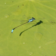 Ischnura heterosticta