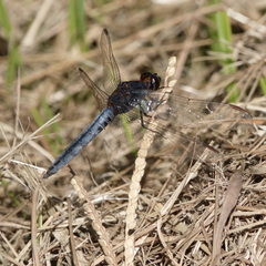 Crocothemis nigrifrons