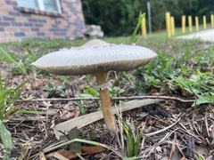 Chlorophyllum molybdites image