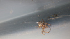 Larinioides sclopetarius