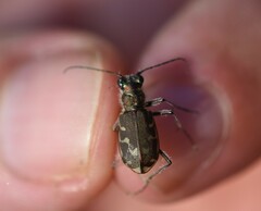Cicindela repanda