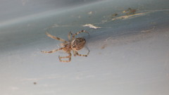 Larinioides sclopetarius