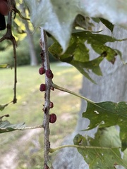 Kokkocynips imbricariae