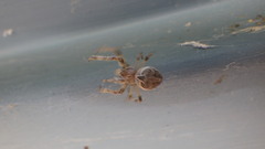 Larinioides sclopetarius