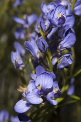 Comesperma ciliatum