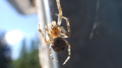 Larinioides sclopetarius