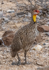 Pternistis leucoscepus