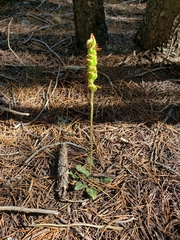 Goodyera oblongifolia