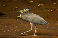 Tigrisoma mexicanum