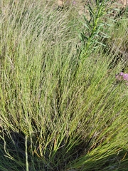 Muhlenbergia cuspidata