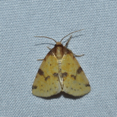 Azenia obtusa