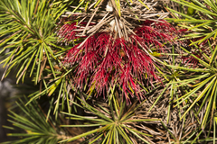 Melaleuca peucophylla