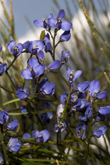 Comesperma ciliatum