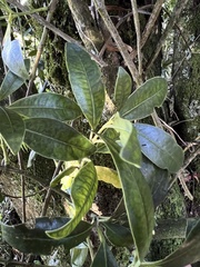 Gaiadendron punctatum