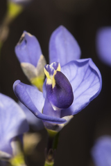 Comesperma ciliatum